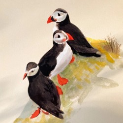 Puffin family | Art print | 30x40cm