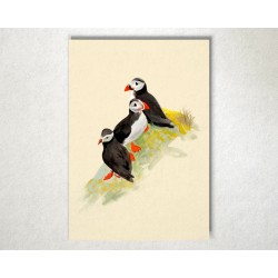Puffin family | Art print | A4