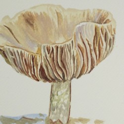Mushroom in Østmarka