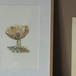 Mushroom in Østmarka