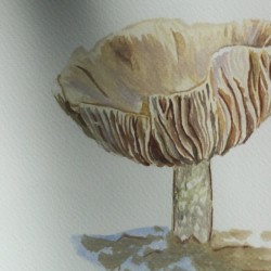 Mushroom in Østmarka
