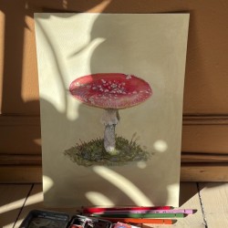 Mushroom in Østmarka