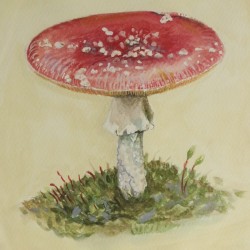 Mushroom in Østmarka