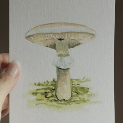 Minimaleri av sopp 4