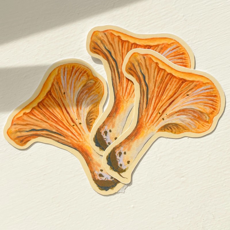 Chantarelle | Glossy vinyl sticker