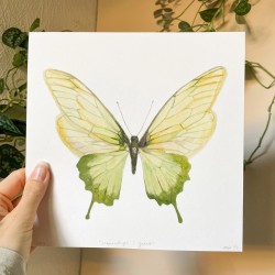 Butterfly in green | Limited edition fine art print