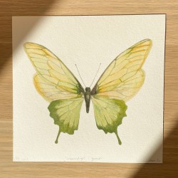 Sommerfugl i grønt | Limited edition kunsttrykk
