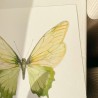 Butterfly in green | Limited edition fine art print