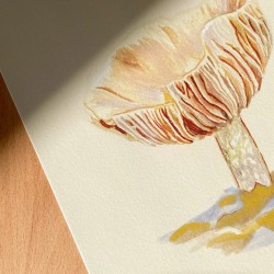 Rimsopp ved Kroktjern | Kunsttrykk | A4