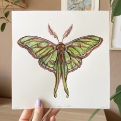 Spanish moon moth