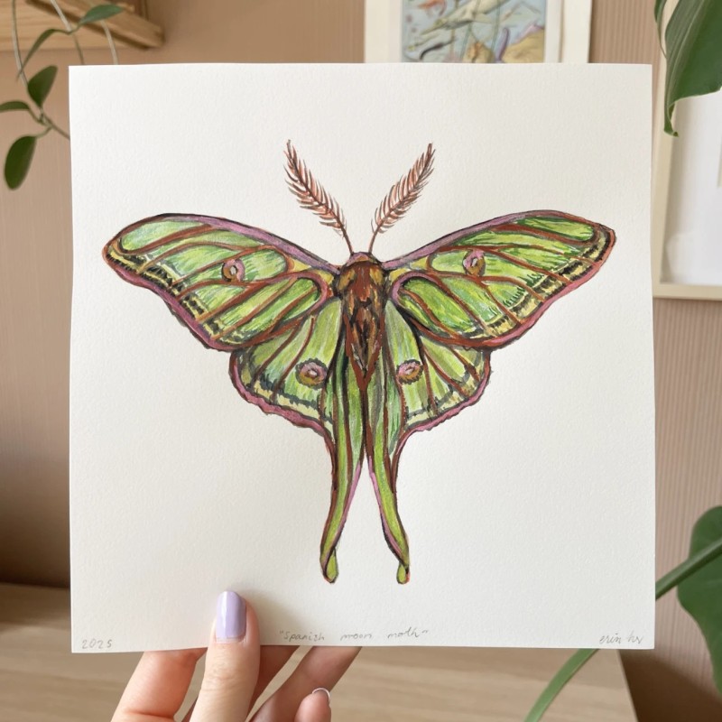 Spanish moon moth