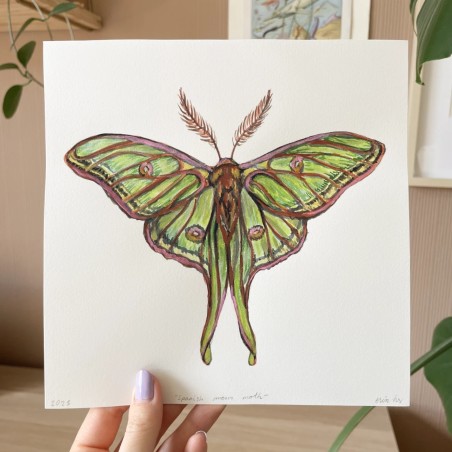 Spanish moon moth