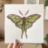 Spanish moon moth