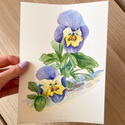 Pansy | Watercolor painting