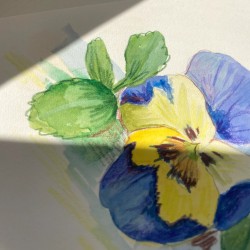 Pansy | Watercolor painting
