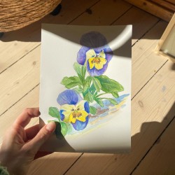 Pansy | Watercolor painting