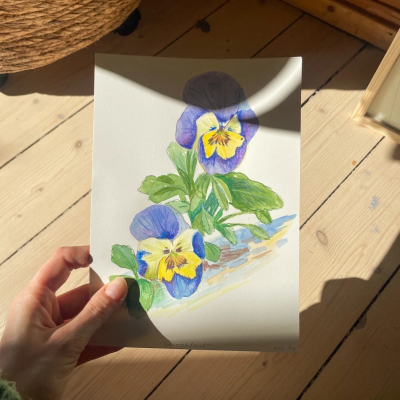 Stemorsblomst | Akvarellmaleri