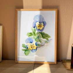 Stemorsblomst - Kunsttrykk i blått 30x40cm